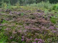 Blühende Besenheide am Beginn des Schönramer Moorrundweges